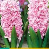 ohgreen Bloembollen|Ecocheques|5 hyacinthus pink surprise
