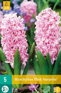 ohgreen Bloembollen|Ecocheques|5 hyacinthus pink surprise