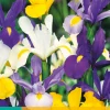 ohgreen Bloembollen|Ecocheques|25 iris hollandica mix