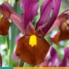 ohgreen Bloembollen|Ecocheques|10 iris hollandica red ember