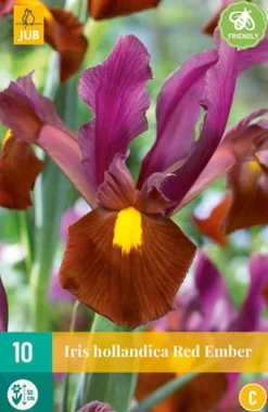 ohgreen Bloembollen|Ecocheques|10 iris hollandica red ember