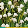 ohgreen Bloembollen|Ecocheques|10 leucojum aestivum