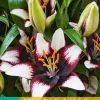 ohgreen Bloembollen|Ecocheques|2 lilium aziatisch zwart-wit