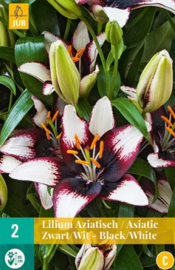ohgreen Bloembollen|Ecocheques|2 lilium aziatisch zwart-wit