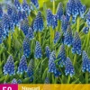 ohgreen Bloembollen|Ecocheques|50 muscari armeniacum