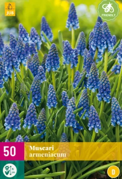 ohgreen Bloembollen|Ecocheques|50 muscari armeniacum