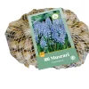 ohgreen Bloembollen|Ecocheques|100 muscari armeniacum
