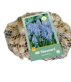ohgreen Bloembollen|Ecocheques|100 muscari armeniacum