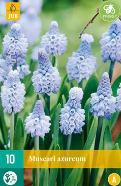 ohgreen Bloembollen|Ecocheques|10 muscari azureum