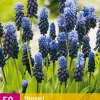 ohgreen Bloembollen|Ecocheques|50 muscari latifolium