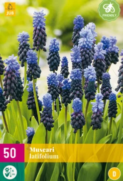 ohgreen Bloembollen|Ecocheques|50 muscari latifolium