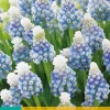 ohgreen Bloembollen|Ecocheques|15 muscari mountain lady