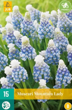ohgreen Bloembollen|Ecocheques|15 muscari mountain lady