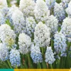 ohgreen Bloembollen|Ecocheques|10 muscari nature's beauty