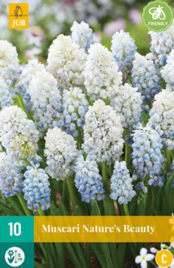 ohgreen Bloembollen|Ecocheques|10 muscari nature's beauty