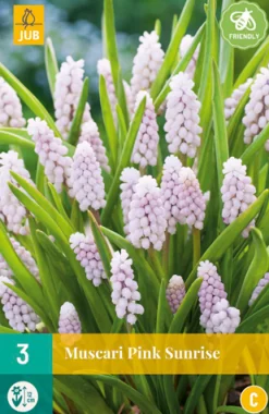 ohgreen Bloembollen|Ecocheques|3 muscari pink sunrise