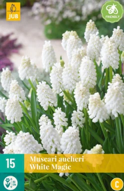 ohgreen Bloembollen|Ecocheques|15 muscari white magic