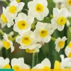 ohgreen Bloembollen|Ecocheques|5 narcissus avalanche