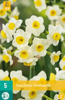 ohgreen Bloembollen|Ecocheques|5 narcissus avalanche