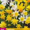 ohgreen Bloembollen|Ecocheques|20 narcissus botanical mix