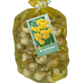 ohgreen Bloembollen|Ecocheques|80 narcissus botanisch geel