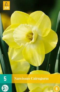 ohgreen Bloembollen|Ecocheques|5 narcissus cairngorm