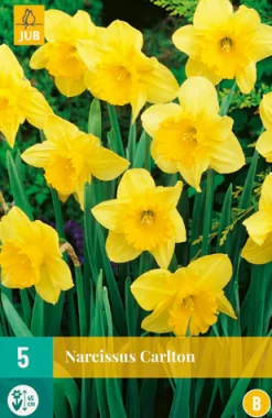 ohgreen Bloembollen|Ecocheques|5 narcissus carlton