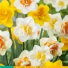 ohgreen Bloembollen|Ecocheques|5 narcissus dubbel mix