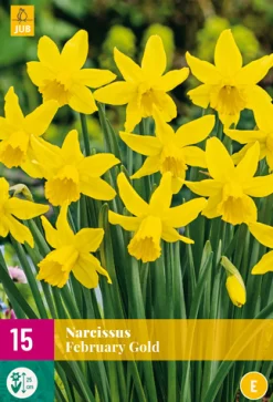 ohgreen Bloembollen|Ecocheques|15 narcissus february gold