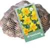 ohgreen Bloembollen|Ecocheques|40 narcissus geel