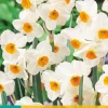 ohgreen Bloembollen|Ecocheques|5 narcissus geranium
