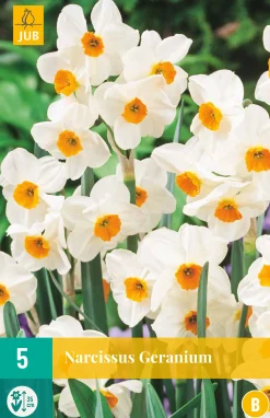 ohgreen Bloembollen|Ecocheques|5 narcissus geranium