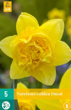 ohgreen Bloembollen|Ecocheques|5 narcissus golden ducat