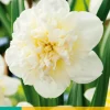 ohgreen Bloembollen|Ecocheques|5 narcissus ice king