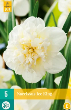 ohgreen Bloembollen|Ecocheques|5 narcissus ice king