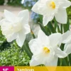 ohgreen Bloembollen|Ecocheques|15 narcissus mount hood