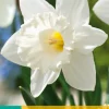 ohgreen Bloembollen|Ecocheques|5 narcissus mount hood