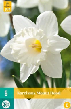 ohgreen Bloembollen|Ecocheques|5 narcissus mount hood