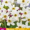 ohgreen Bloembollen|Ecocheques|10 narcissus recurvus