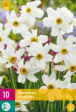 ohgreen Bloembollen|Ecocheques|10 narcissus recurvus