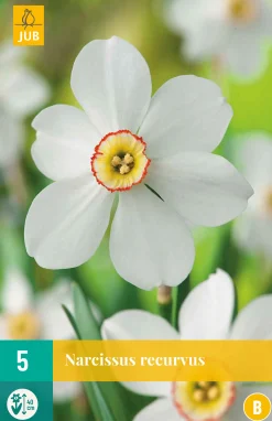 ohgreen Bloembollen|Ecocheques|5 narcissus recurvus