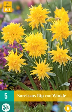 ohgreen Bloembollen|Ecocheques|5 narcissus rip van winkle