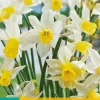 ohgreen Bloembollen|Ecocheques|5 narcissus sailboat