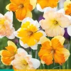 ohgreen Bloembollen|Ecocheques|5 narcissus spleetkronig mix