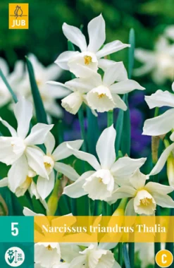 ohgreen Bloembollen|Ecocheques|5 narcissus triandrus thalia