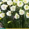 ohgreen Bloembollen|Ecocheques|5 narcissus white petticoat