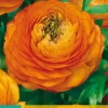 ohgreen Bloembollen|Ecocheques|10 ranunculus oranje