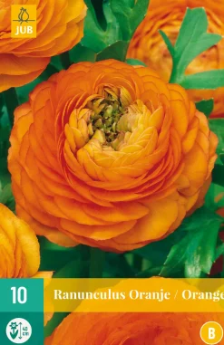 ohgreen Bloembollen|Ecocheques|10 ranunculus oranje