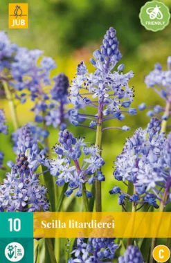 ohgreen Bloembollen|Ecocheques|10 scilla litardierei