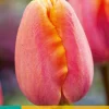 ohgreen Bloembollen|Ecocheques|7 tulipa apricot favourite